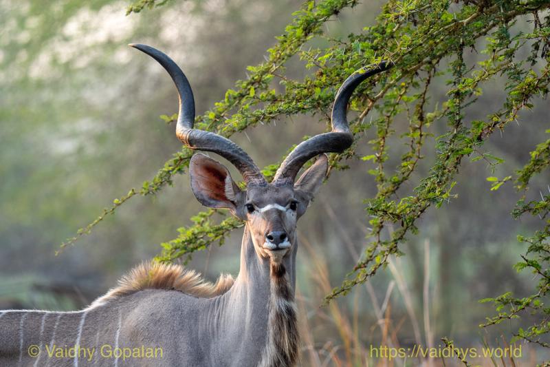 Greater Kudu