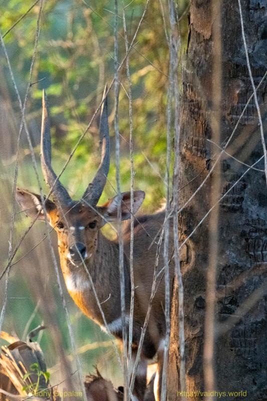 Bushbuck
