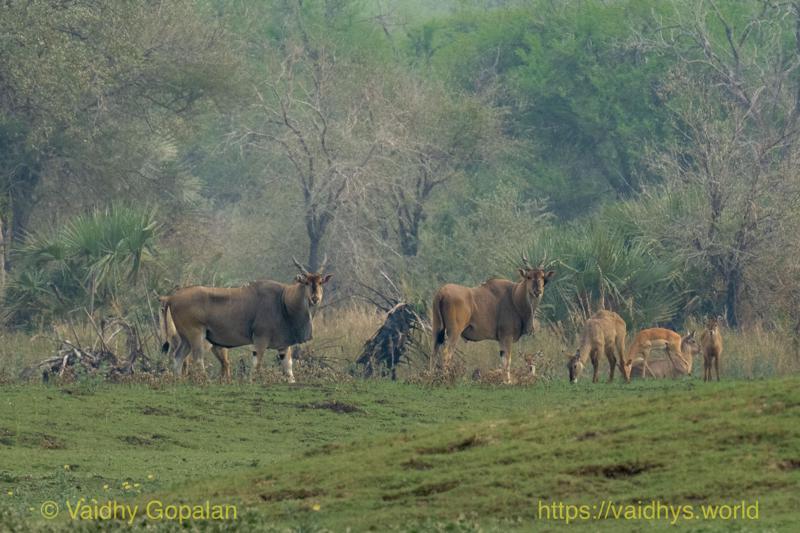 Eland
