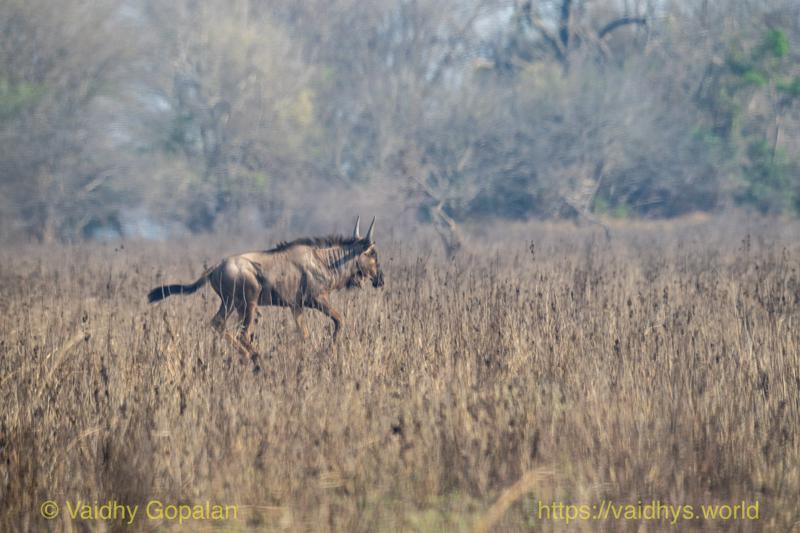 Blue Wildbeast, Gorongosa