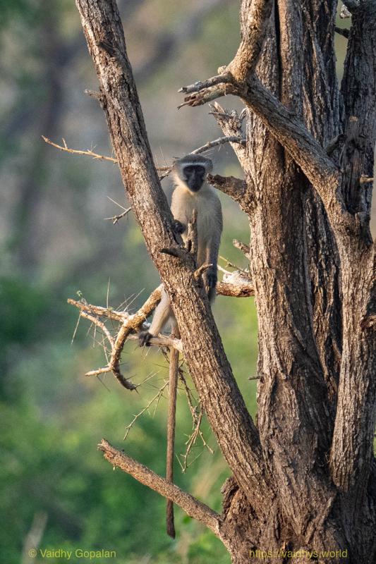 Vervet Monkey