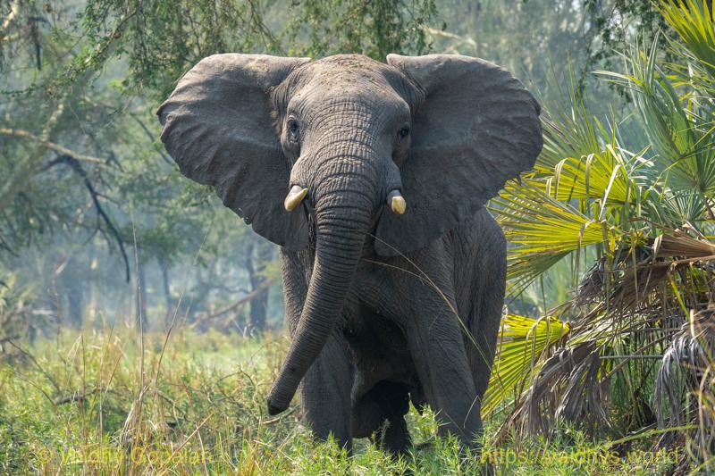African Elephant