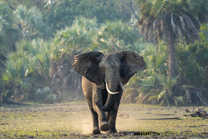African Elephant