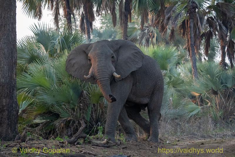 African Elephant