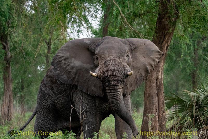 African Elephant