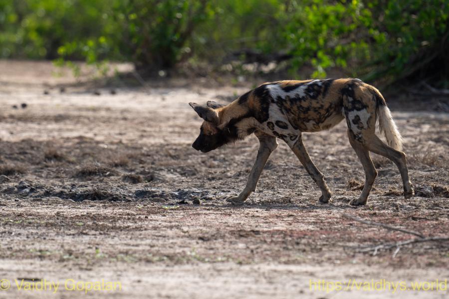 Painted Dogs