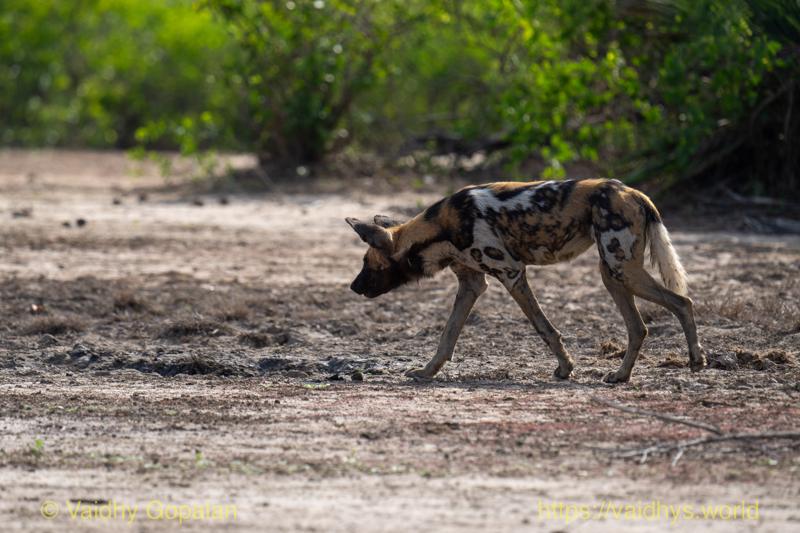 Gorongosa, Painted Wolf