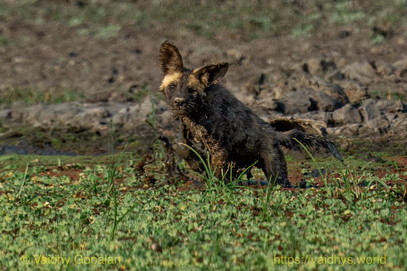 Gorongosa, Painted Wolf