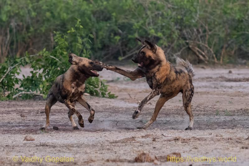 Gorongosa, Painted Wolf