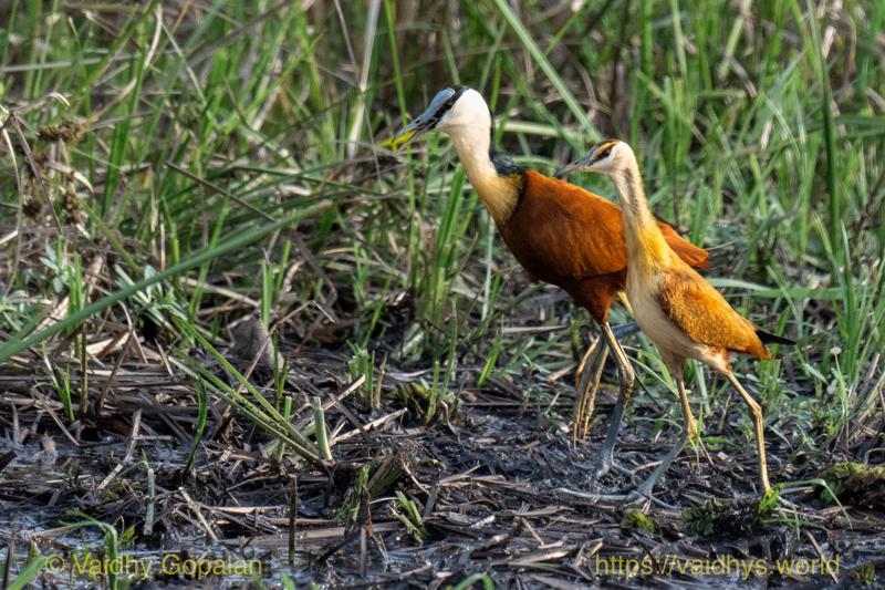African Jacana