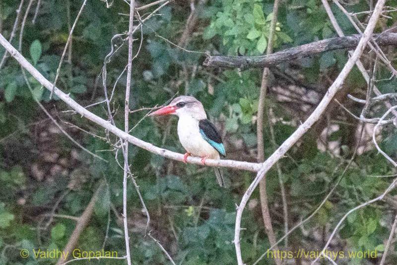 Brown-hooded Kingfisher