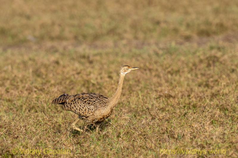 Black-bellied Bustard, Female