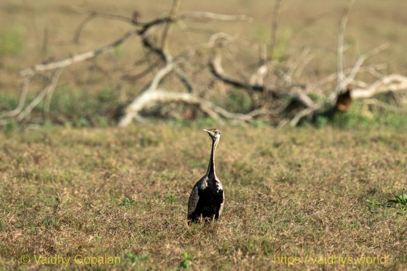 Black-bellied Bustard, Male