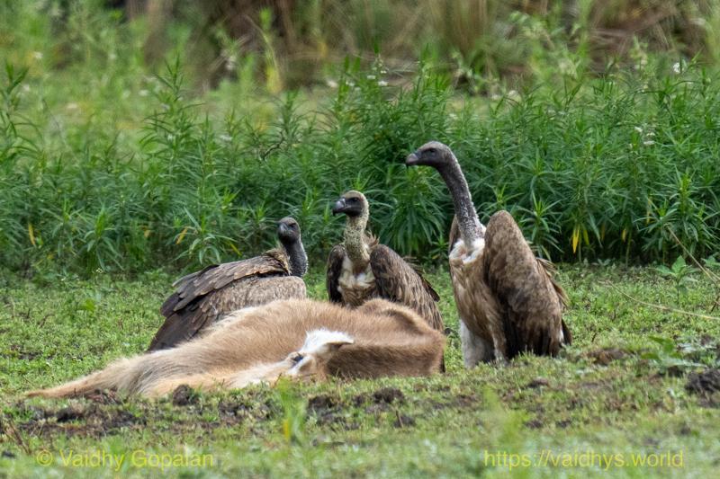 White-backed Vulture