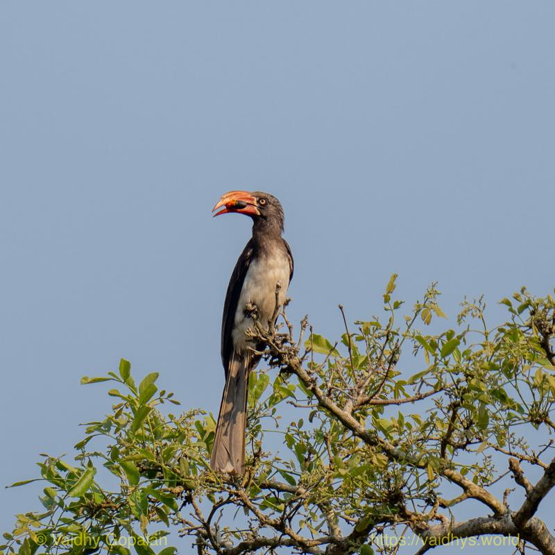 Crowned Hornbill