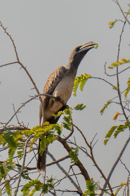 African Gray Hornbill