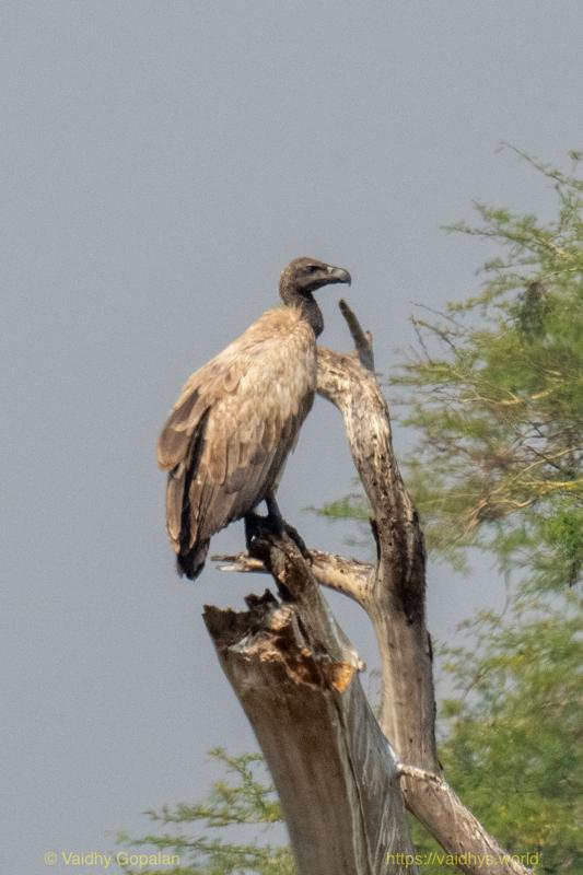 White-backed Vulture