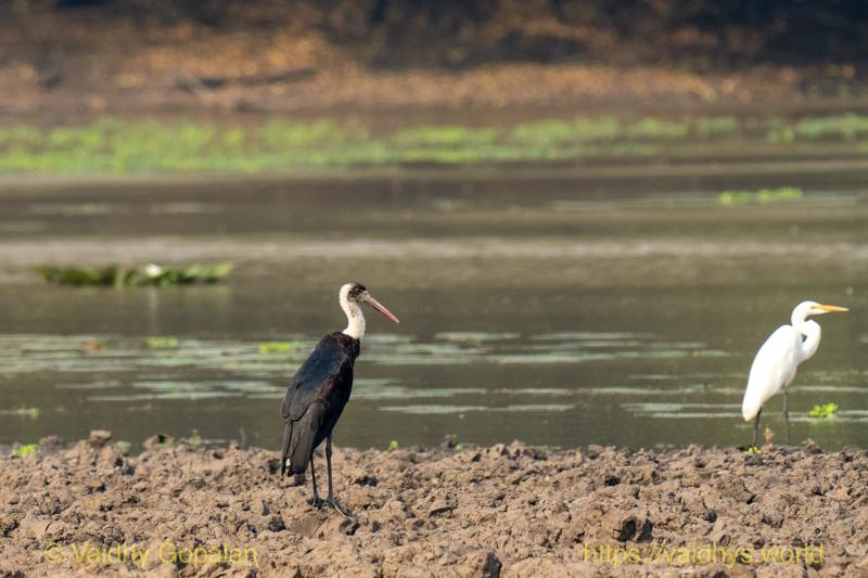 Woolly-necked Stork