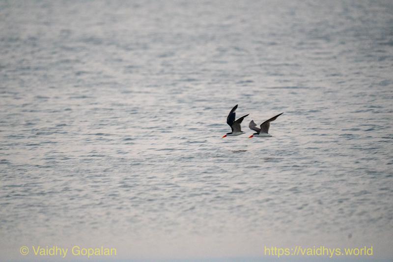 African Skimmer