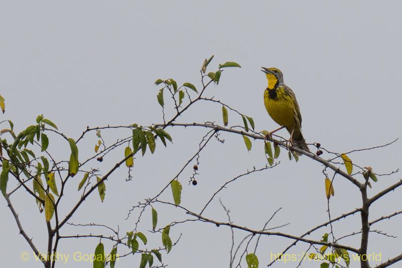 Yellow-throated Longclaw