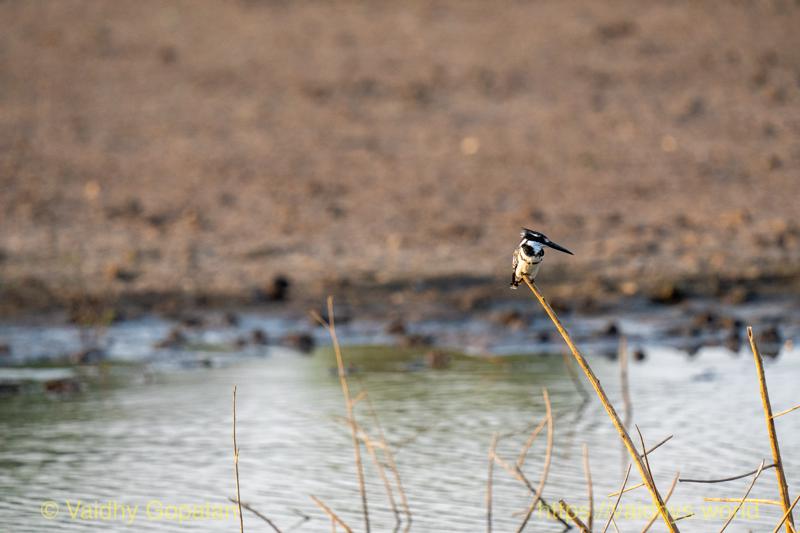 Pied Kingfisher