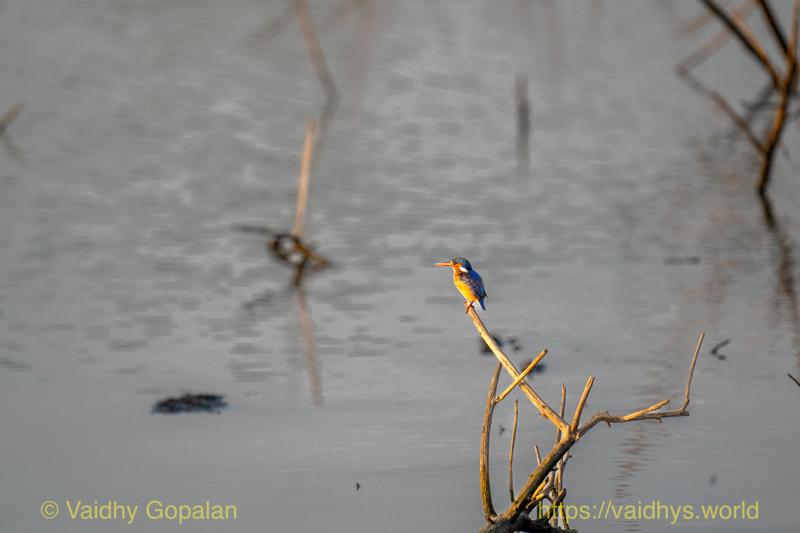 Malachite Kingfisher
