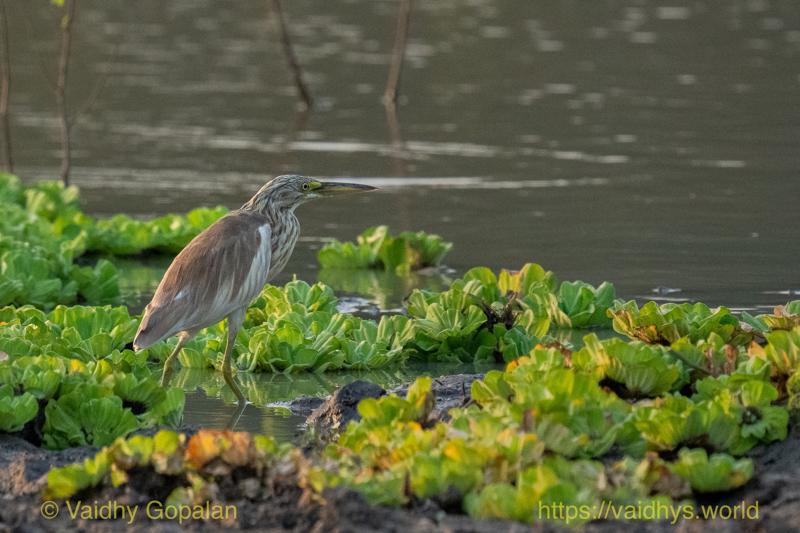 Squacco Heron