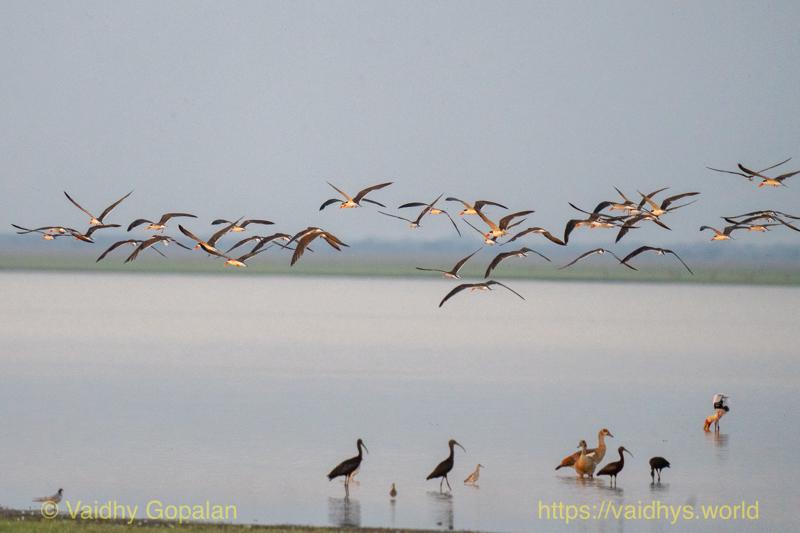 African Skimmer