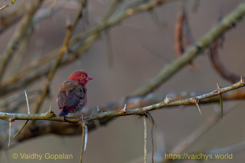 Red-billed Firefinch