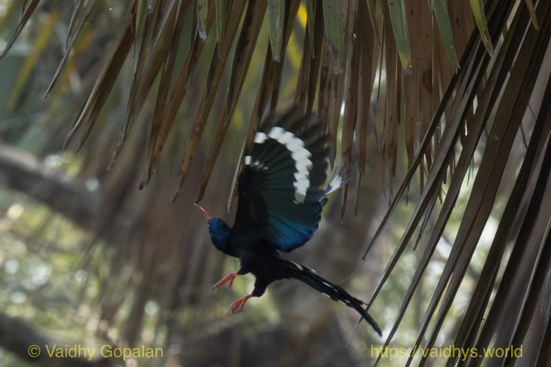 Green Woodhoopoe