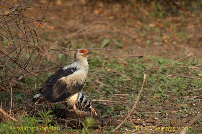 Palm-nut Vulture