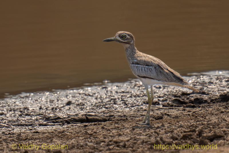 Water Thick-knee