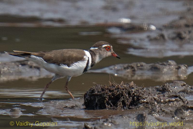 Three-banded Plover
