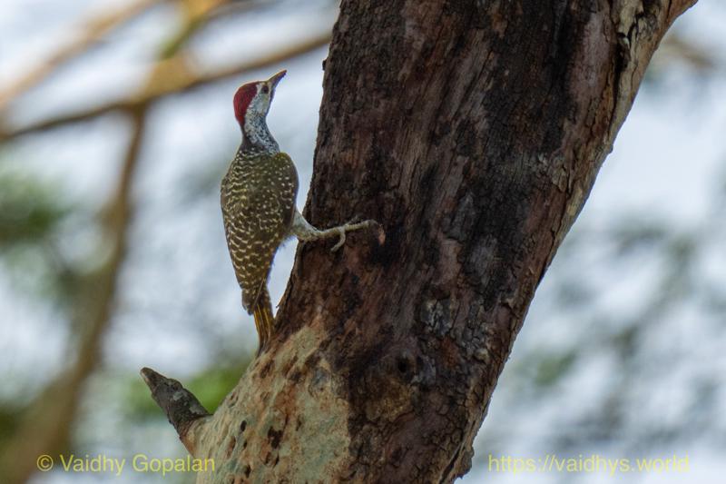 Bearded Woodpecker