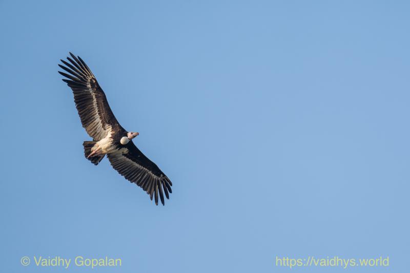 White-backed Vulture