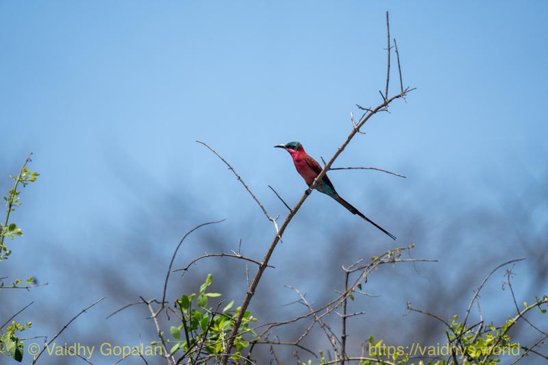 Southern Carmine Bee-eater