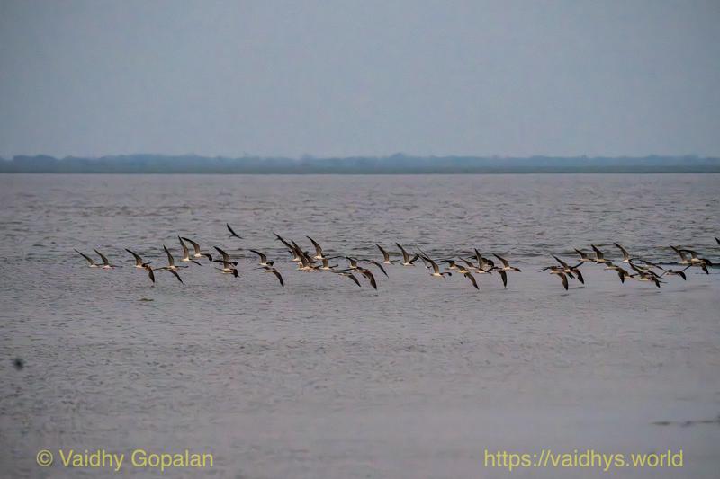 African Skimmer