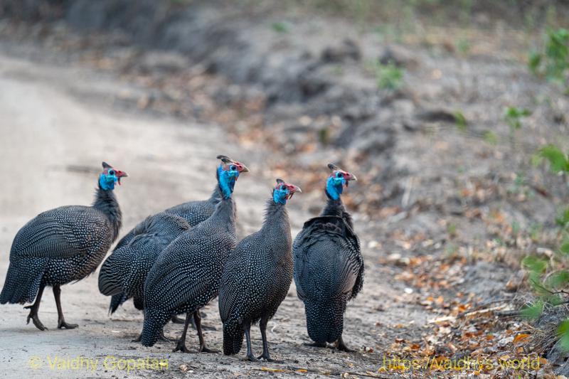 Helmeted Guineafowl