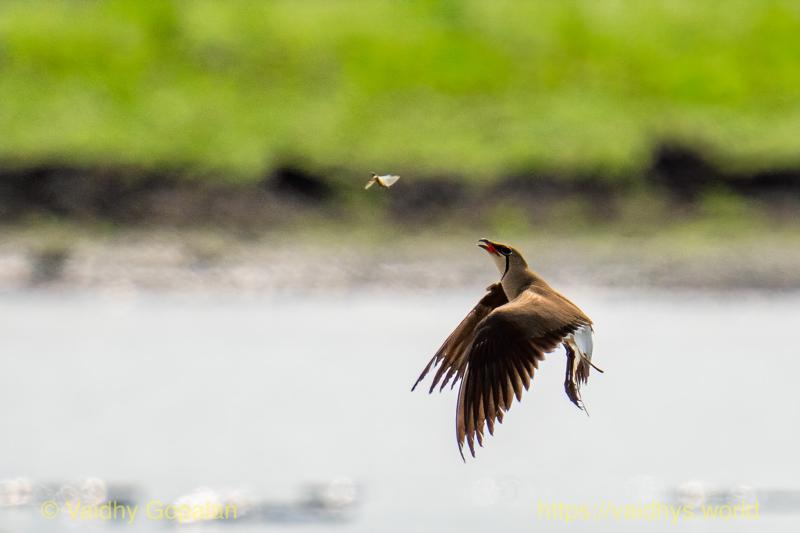 Collared Pratincole