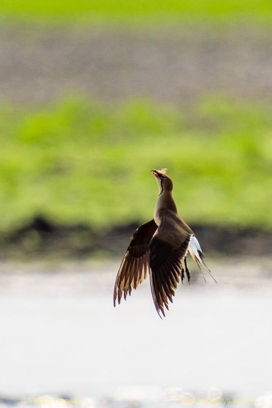 Collared Pratincole