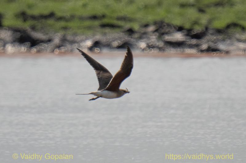 Collared Pratincole