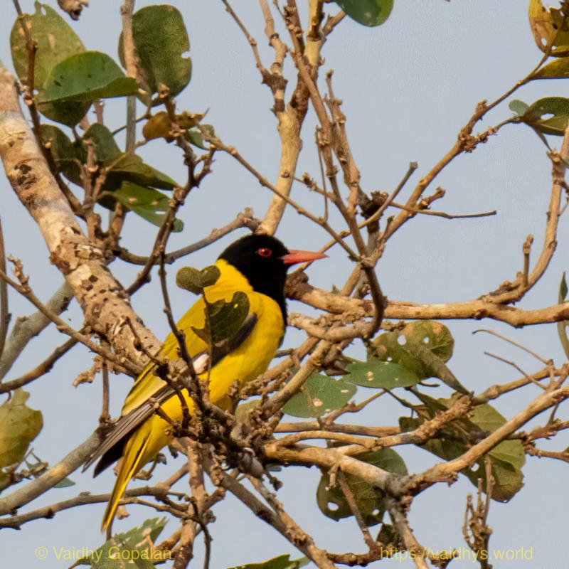 African Black-headed Oriole