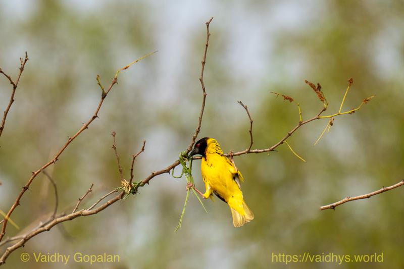 Village Weaver