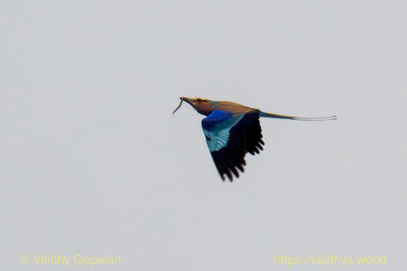 Lilac-breasted Roller