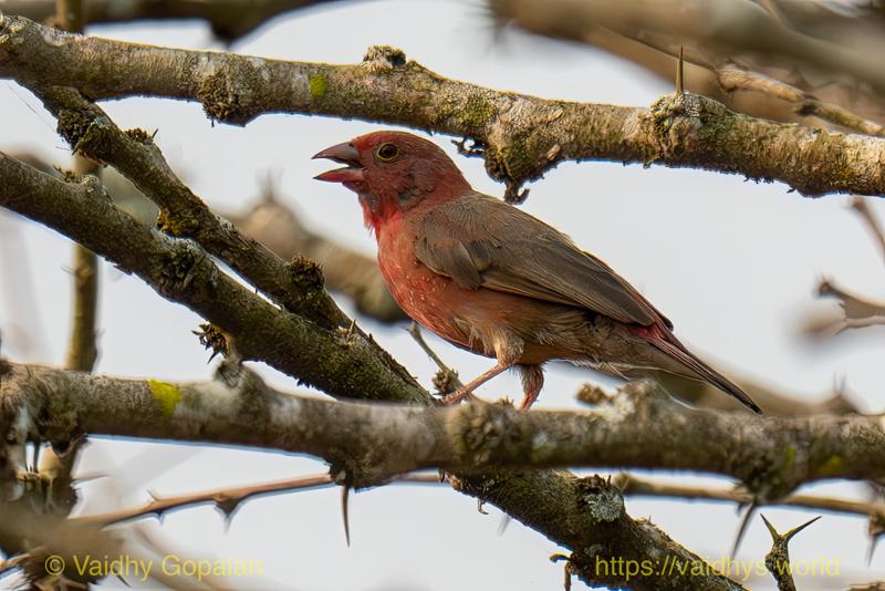 Red-billed Firefinch