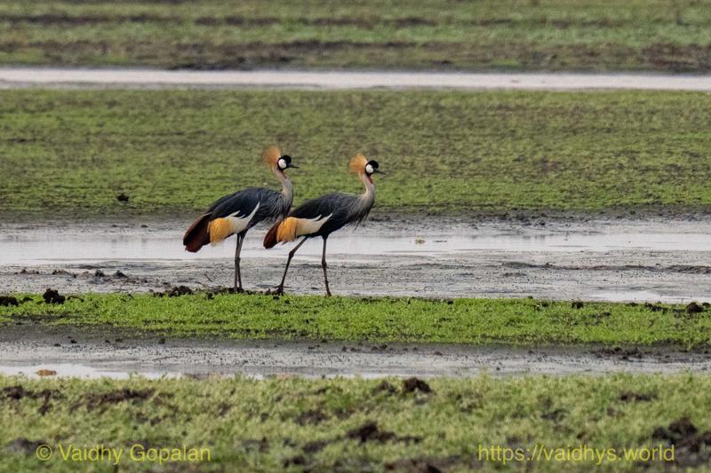 Gray Crowned-Crane