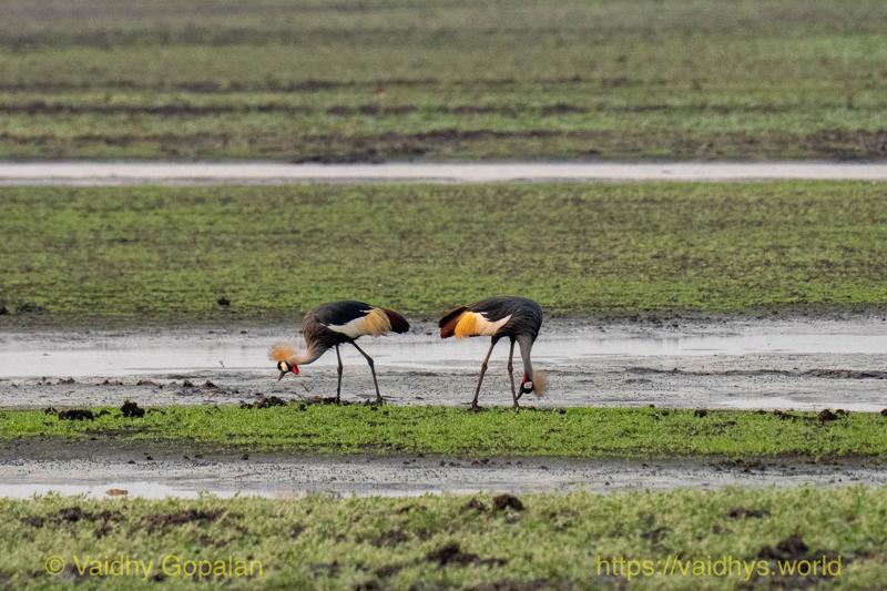 Gray Crowned-Crane