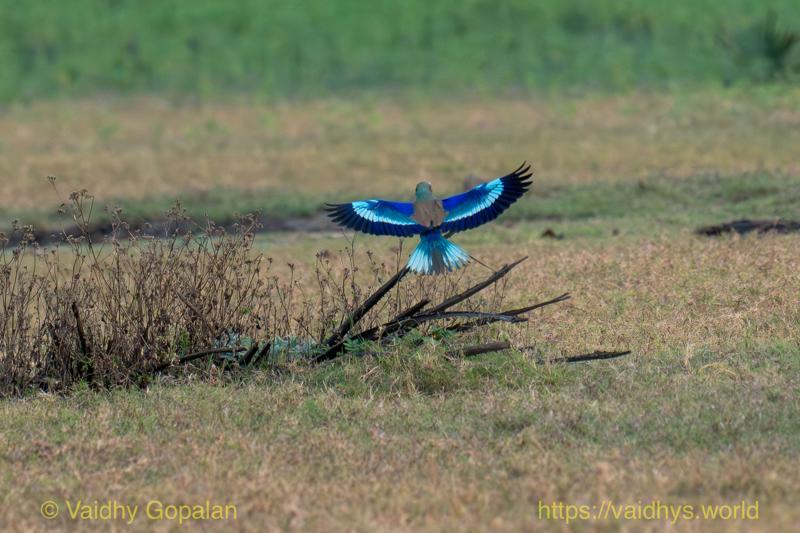 Lilac-breasted Roller