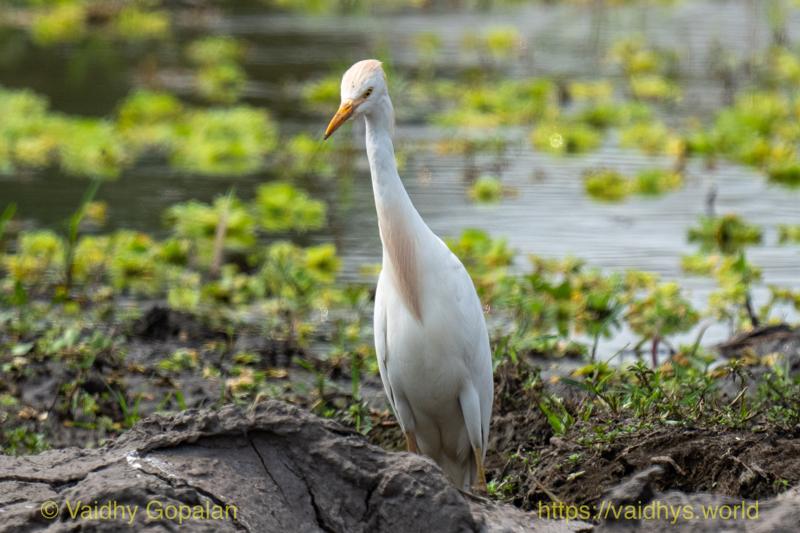 Cattle Egret