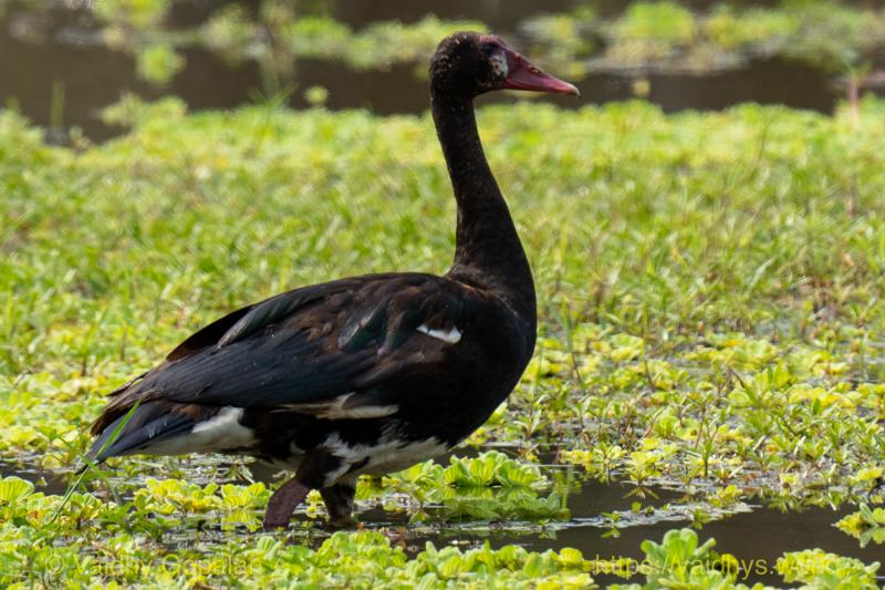 Spur-winged Goose
